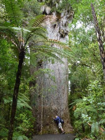 It Begins...-tane-mahuta-waipoua-forest-jpg