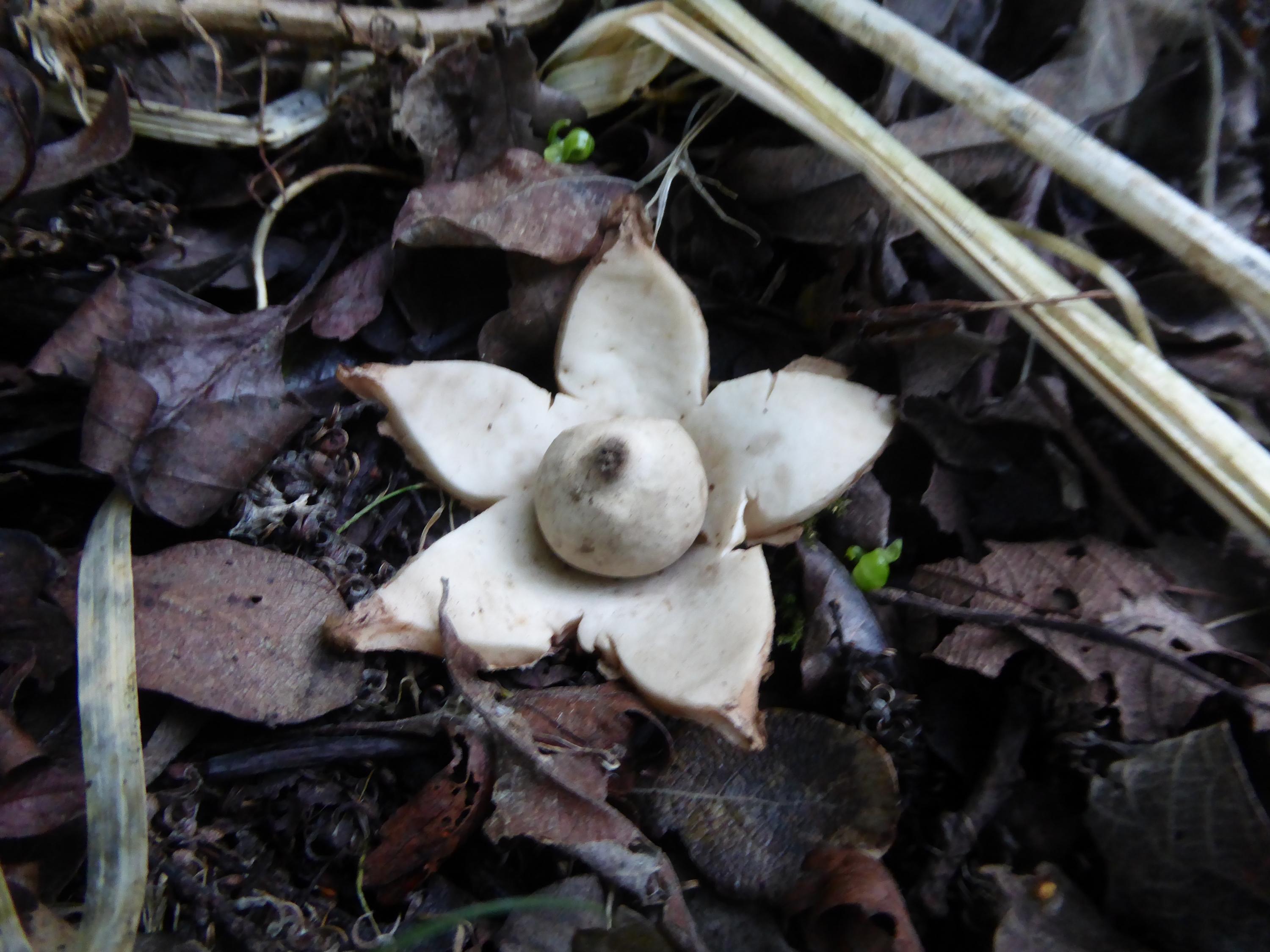 home-made spalting-collared-earthstar-jpg