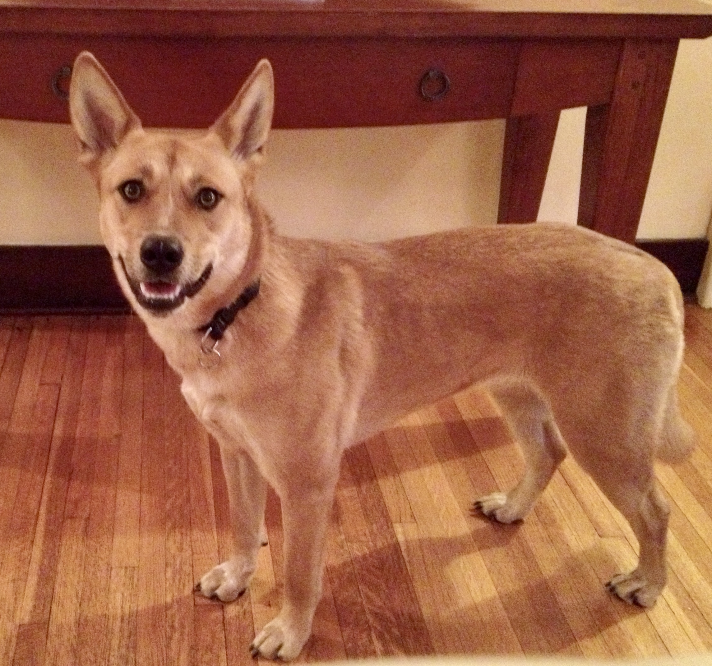 Canines-535-jpeg