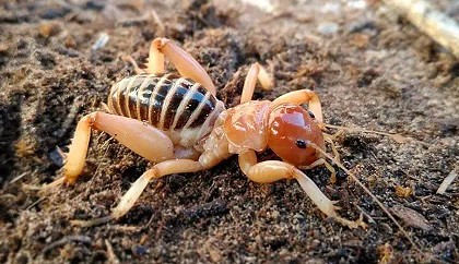 Extraterrestrial and Alien beings...your thoughts?-potato-bug-01-jpg