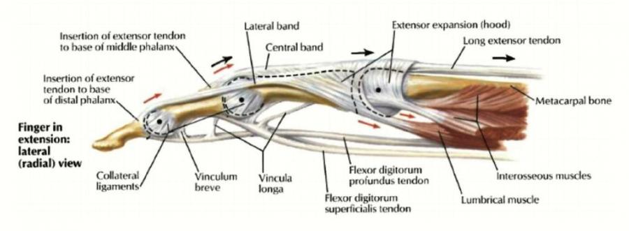 Finger Pain (Fretting Hand)-anatomy-finger-extension-lateral-view-jpg