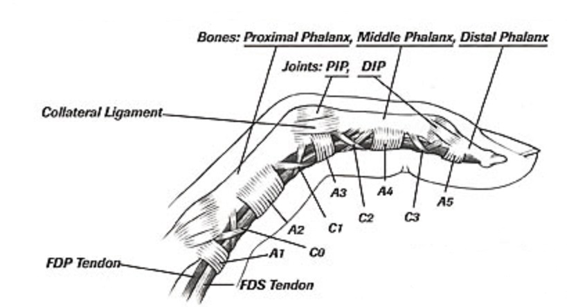 Finger Pain (Fretting Hand)-anatomy-finger-collateral-annular-cruciform-pulleys-ligaments-jpg