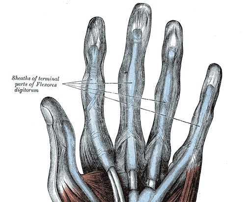 Finger Pain (Fretting Hand)-anatomy-hand-flexor-tendon-sheaths-jpg