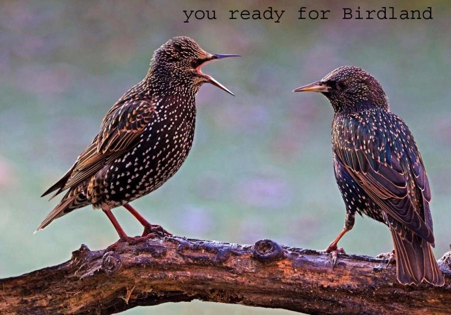 Birds high on opioids sing songs that sound like Jazz: study-bird-3-jpg