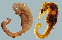 My daughter's video - for all you hippocampus fans!-220px-hippocampus_and_seahorse_cropped-jpg