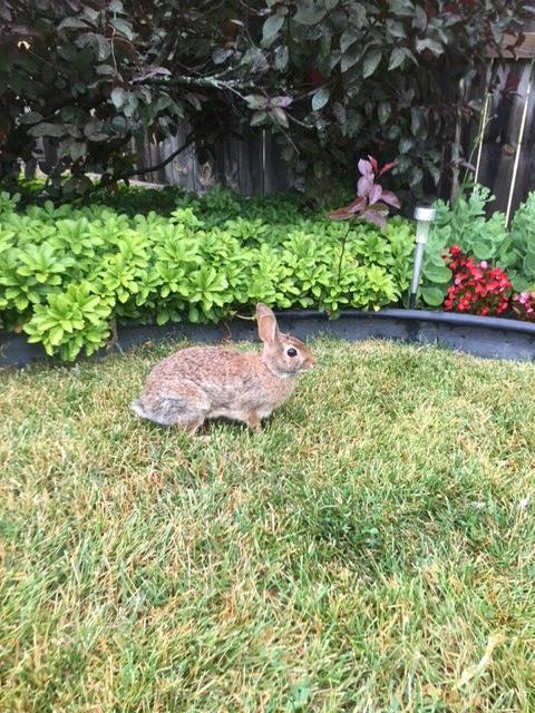 OT: Bonding with Bunnies-bunnie2-jpg