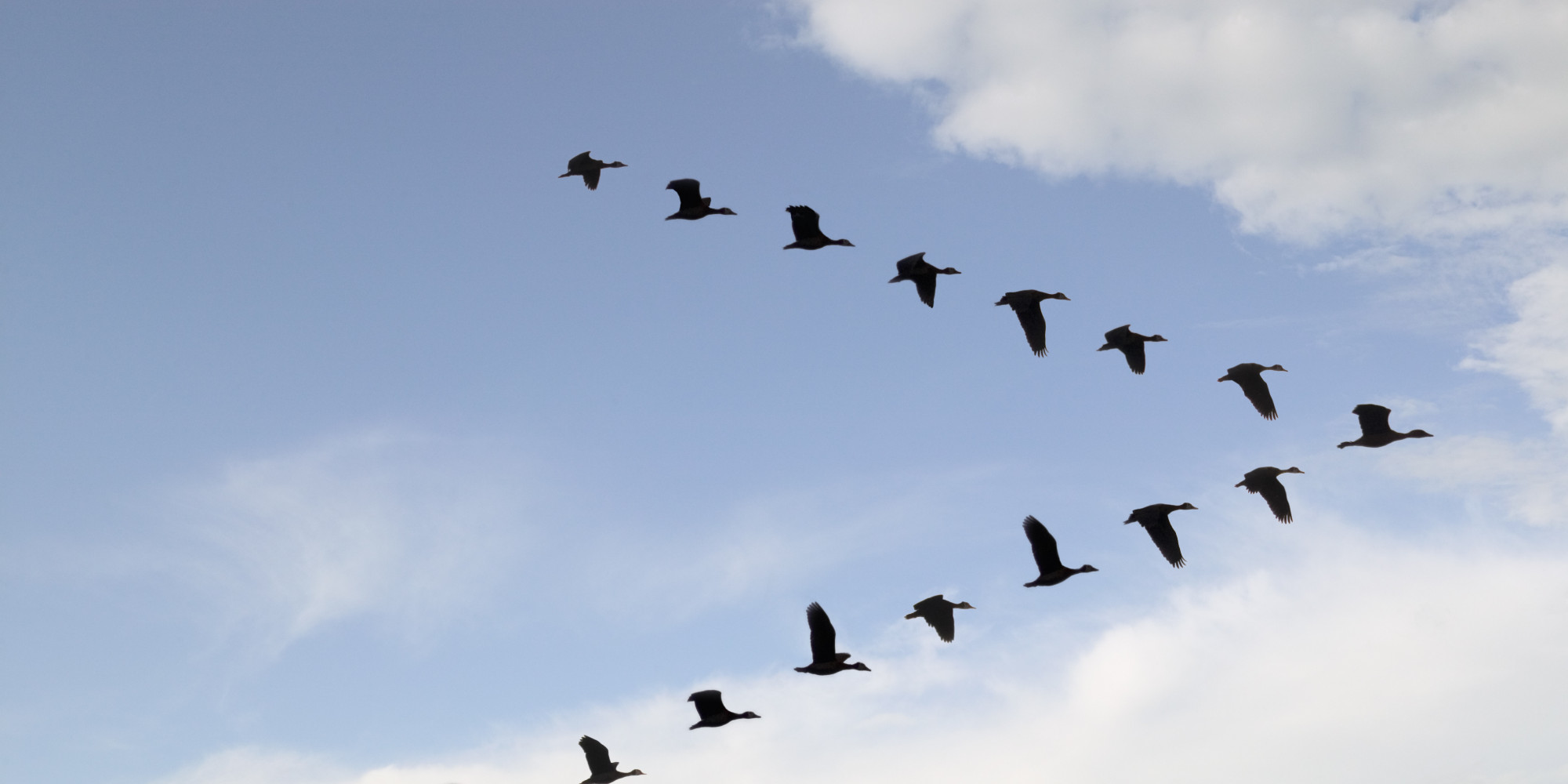 The joy of flatwound strings on a solid body bridge-birds-jpg