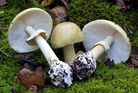 Polytone Mini Brute II - Power switch-amanita_phalloides-2-jpg