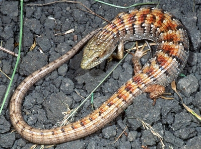 Installing a Rhythm Chief 1100-western-alligator-lizard-02-jpg