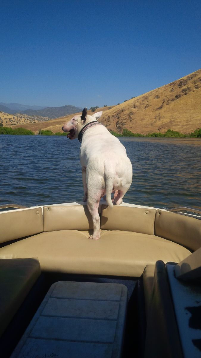 Dogs and Tube Guitar Amps-ccswim-jpg
