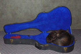 Dogs and Tube Guitar Amps-weezee-case-quarter-size-rect-jpg