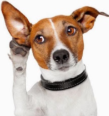 Mambo 8" wedge has arrived-dogattention-jpg