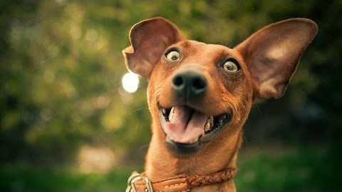 Mambo 8" wedge has arrived-funny-compilation-excited-dogs-hilarious-dog-video-jpg