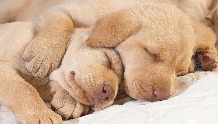 If you had to choose one guitar, what would it be?-what-your-dogs-sleeping-position-says-about-him-6-jpg