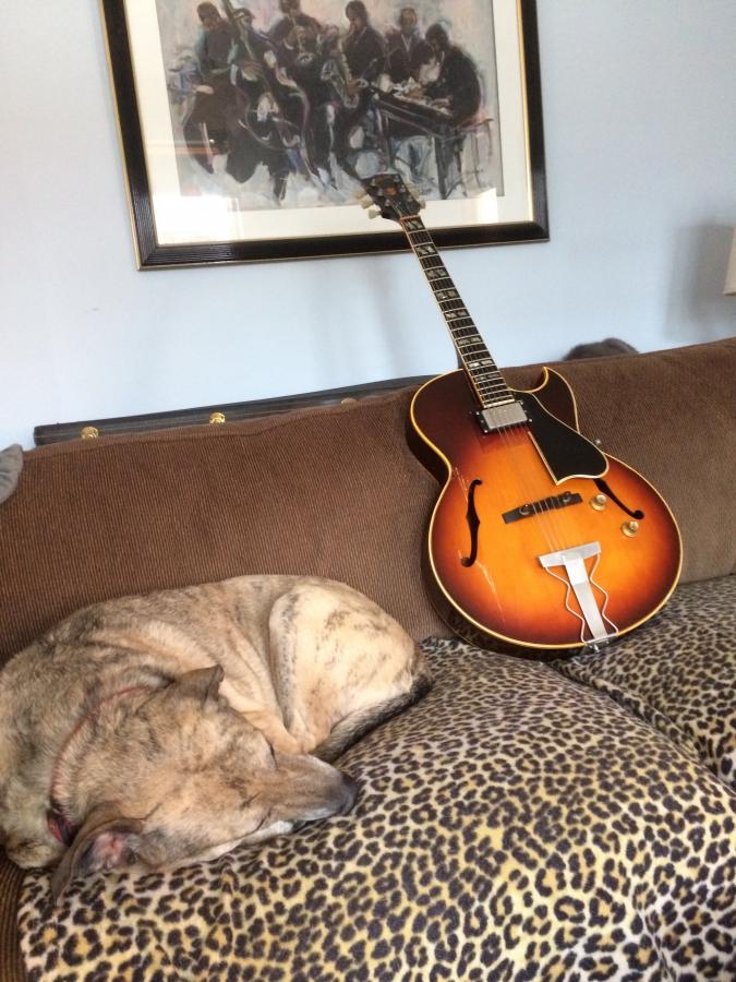 Billy Beans 1964 Gibson ES-175-dog-bb-guitar-jpg
