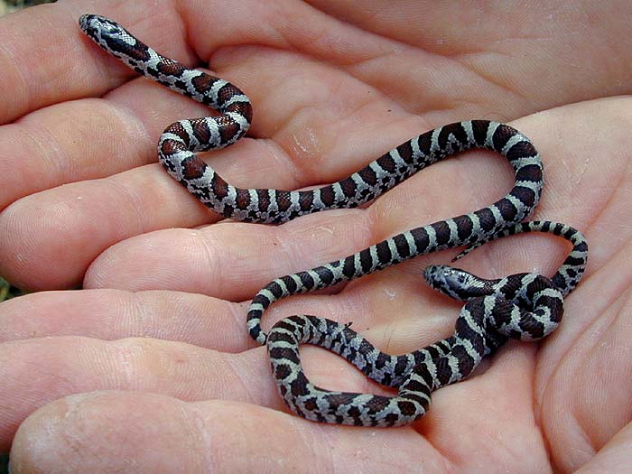 Gibson Multi-Tool-milksnakes-jpg