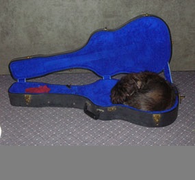 A guitar vision now complete - Thank you Matt Cushman!-weezee-case-quarter-size-gray-2-jpg
