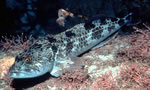 PRS Dragon II - Do these ever really sell?-t_lingcod-jpg
