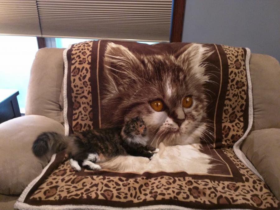 The Current Herd - couch shot-cat-jpg