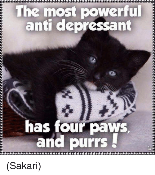 50k 175?-most-powerful-anti-depressant-has-four-paws-e-7713130-png