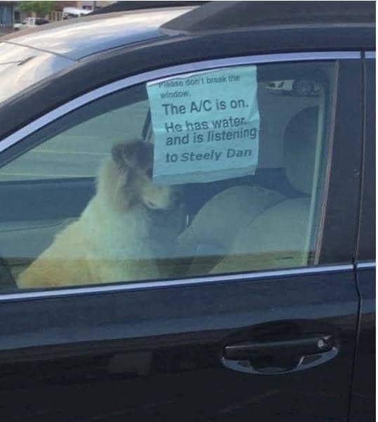 Leaving amps in a hot car?-dog-car-jpg