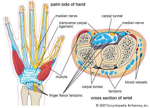 Tips for dealing with wrist pain while practicing guitar?-structures-wrist-carpal-tunnel-syndrome-jpg