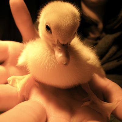 What are you thinking about when you play / improvise ?-duckling-jpg