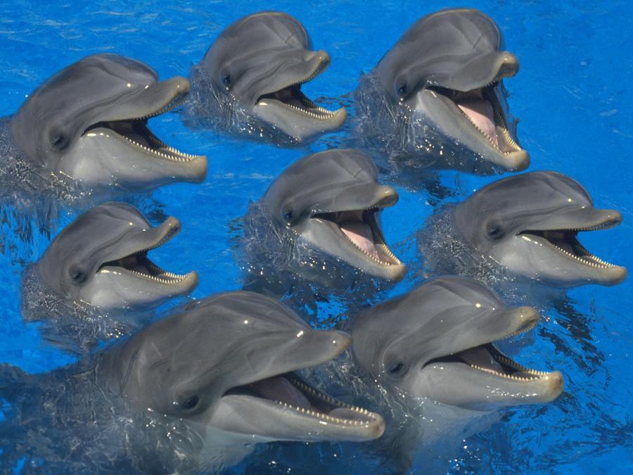 Modes and chord-scales  revisited-bottlenose-dolphins-jpg