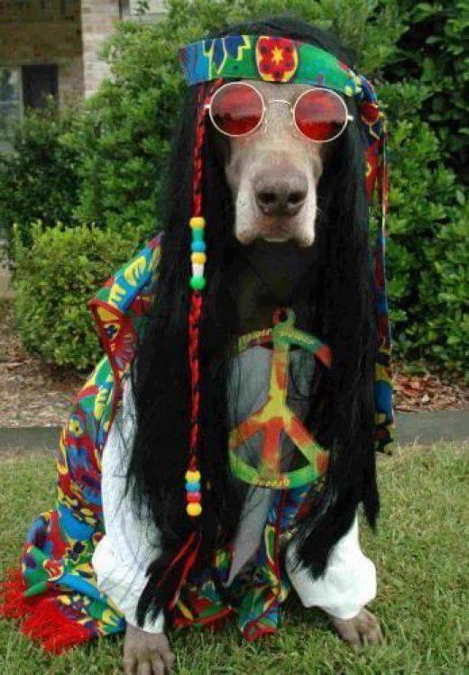Can the Grateful Dead be considered Jazz?-hippiedog-2-jpg