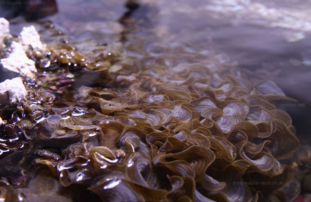 Stunning &amp; Rare Guild For Sale-padina-algae-01-jpg
