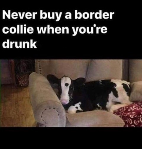 March 2026 - Old Folks-border-collie-calf-jpg