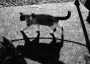 ruis's Avatar