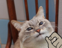 Blinicat's Avatar